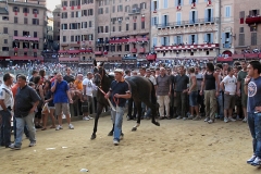 Palio Siena